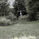 Der Garten