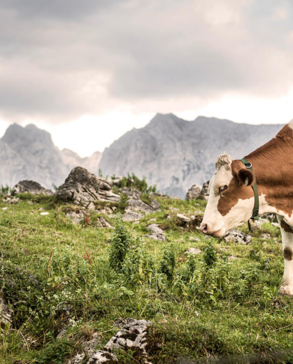 Tirol Wanderurlaub Kaisertal